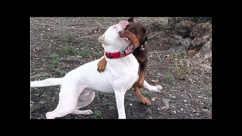 Doberman attack on dogo Argentino 🔥😱