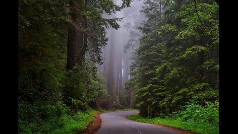 A Stroll in the Enchanted Forest