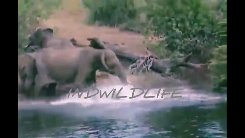 LIVE INDIANA WILDLIFE SANCTUARY Crocodile really thought it could take down an elephant