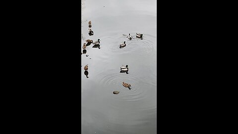 Mallard Ducks 🦆 #mallardducks #shorts #ducks Duck #followme #trending #viral