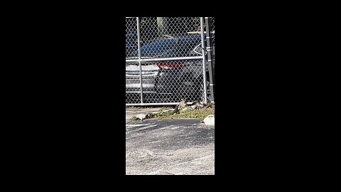 Cat vs Iguana