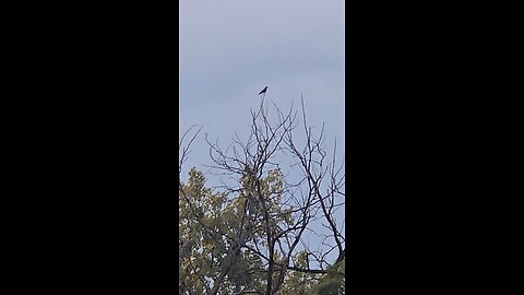 Crows
