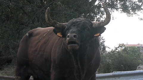GANADERÍA HNOS. BELLÉS