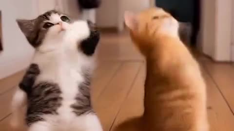Cats are dancing!🤣🤣🤣