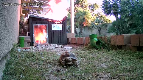 Tortoise Makes Speedy Getaway From Shed Fire
