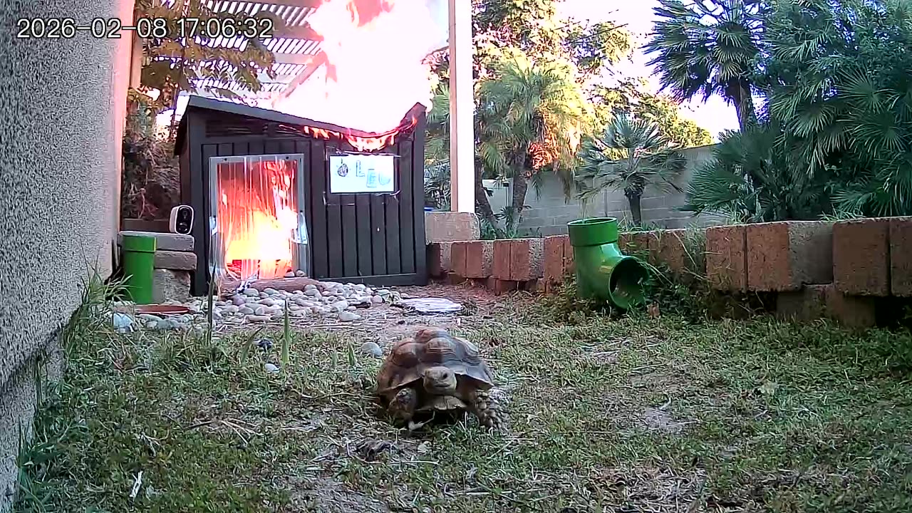 Tortoise Makes Speedy Getaway From Shed Fire