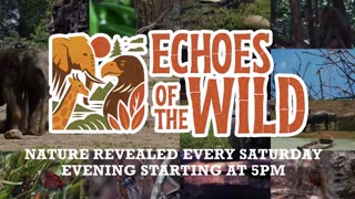 The Minneapolis Incident: Reviewing Confirmed Details - Talkin Live