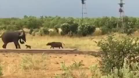 Buffalo mom almost gets a heart attack when her son attacks the biggest land-living animal on Earth!