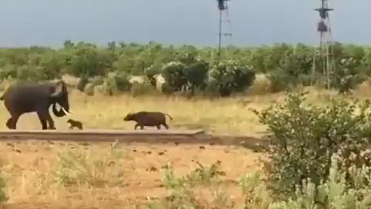 Buffalo mom almost gets a heart attack when her son attacks the biggest land-living animal on Earth!