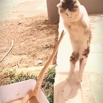 Cats Reflexes 💀🗿