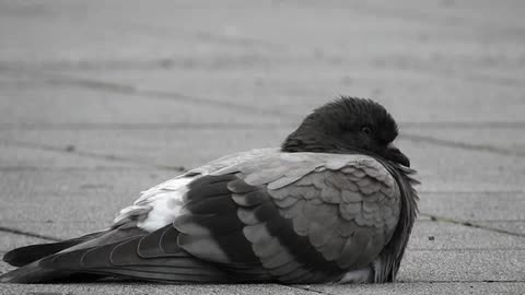 salmos para dormir 2 completo.mp4