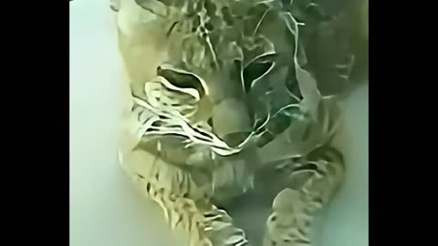 A lynx got stuck in an old trap and a woman saved it.