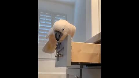 Intelligent werid parrot work is home fun moments video