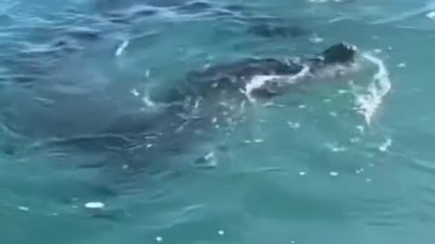 tetap Hati-hati jika pergi kelaut🐊