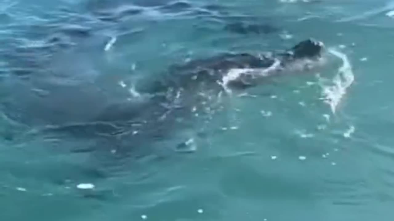 tetap Hati-hati jika pergi kelaut🐊