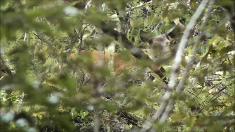 Thick bush hunt