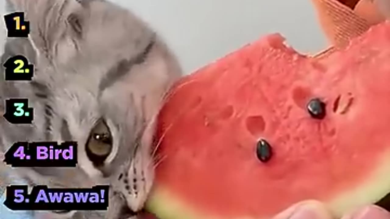 Funny videos