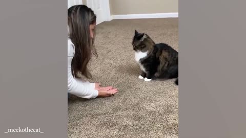 Cats behave naturally 😹 Funny Cats Videos