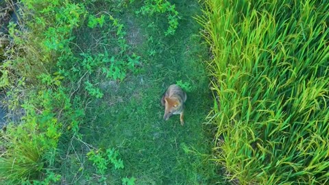 Wolf Hunter with a Drone for Fun