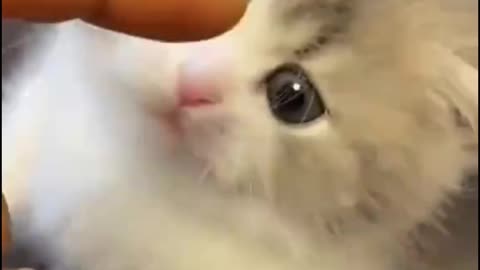 Dog's Comedy Videos 🤣 so cute videos 😍 funny videos in puppies comedy scenes 🤣