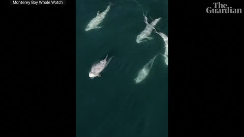 Drone footage captures rare 'super pod' of more than 1,500 dolphins off California's coast