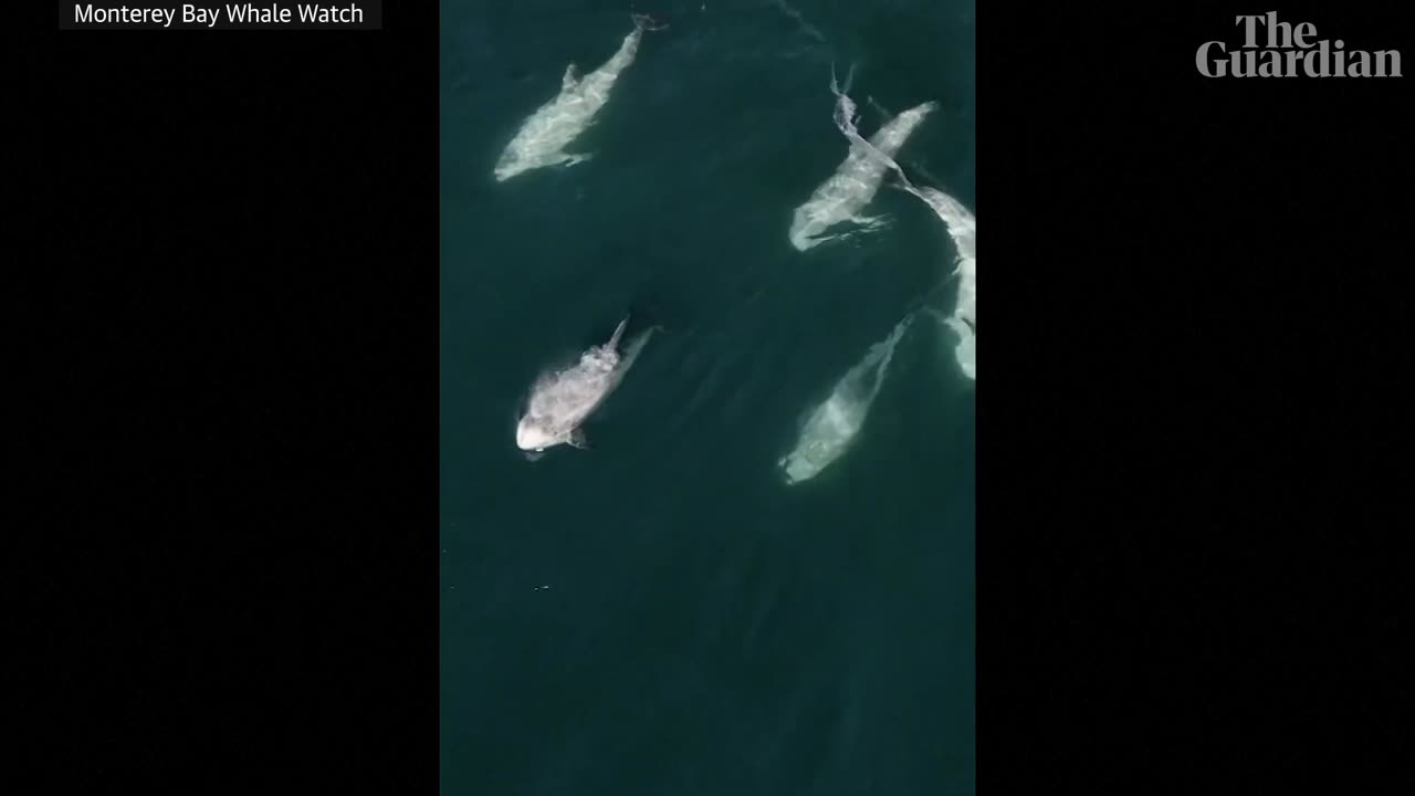 Drone footage captures rare 'super pod' of more than 1,500 dolphins off California's coast