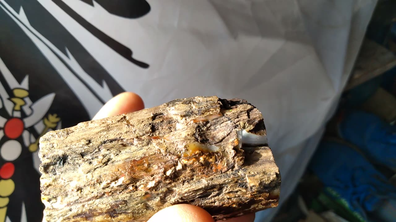 Precious opalised wood