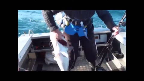 Catching 2 hapuka in cook straight