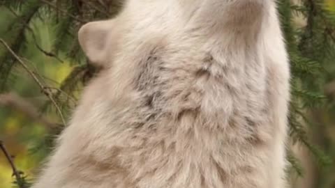 The wolf howls