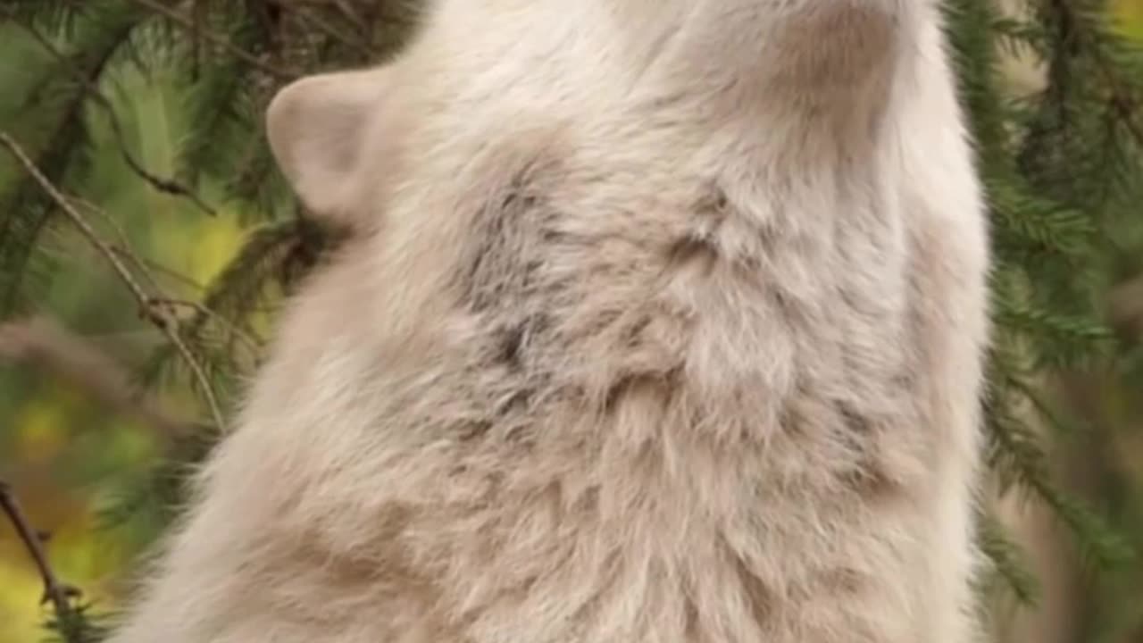 The wolf howls