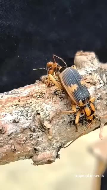 The only animal in the animal world that owns a firearm