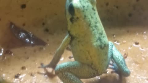 Poison Dart Frog