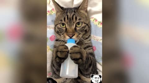 Funniest Cats & Dogs Compilation🐶😻 ｜ Hilarious Pet Moments to Make You Laugh😜
