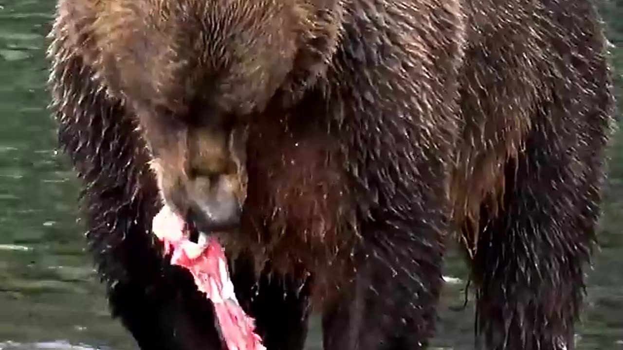 🐻 Kodiak Bear catching & eating Salmon 🐟