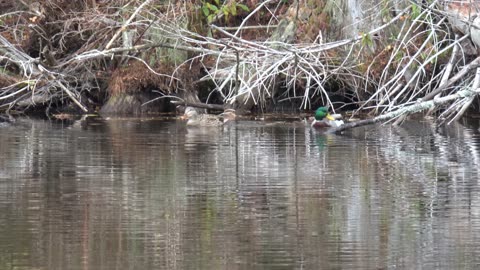 Mallard Ducks
