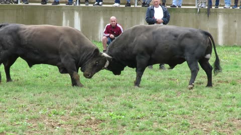 Gareša 2 od Bajre vs Divljačić od Habiba Kutanja 2025