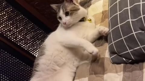Funny Cats