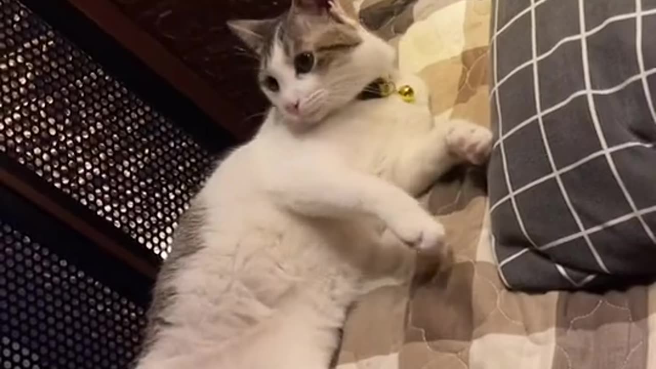 Funny Cats