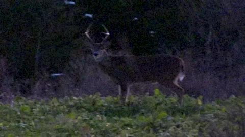 5 Deer Hunting Tips You'll Wish You Knew Sooner