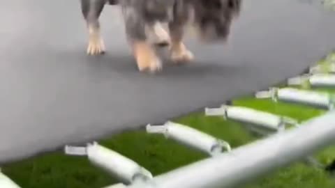 Trampoline Show
