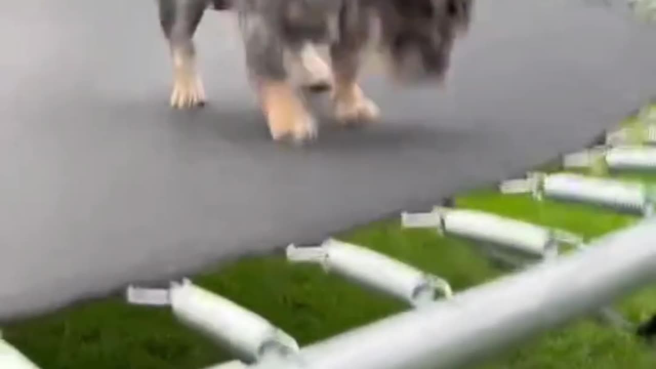 Trampoline Show