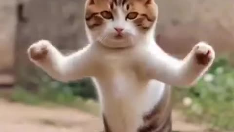 Funny cat dance video