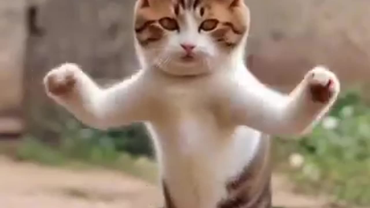 Funny cat dance video