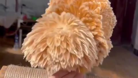 Can everybody just please look at this Polish chicken..🐔😅