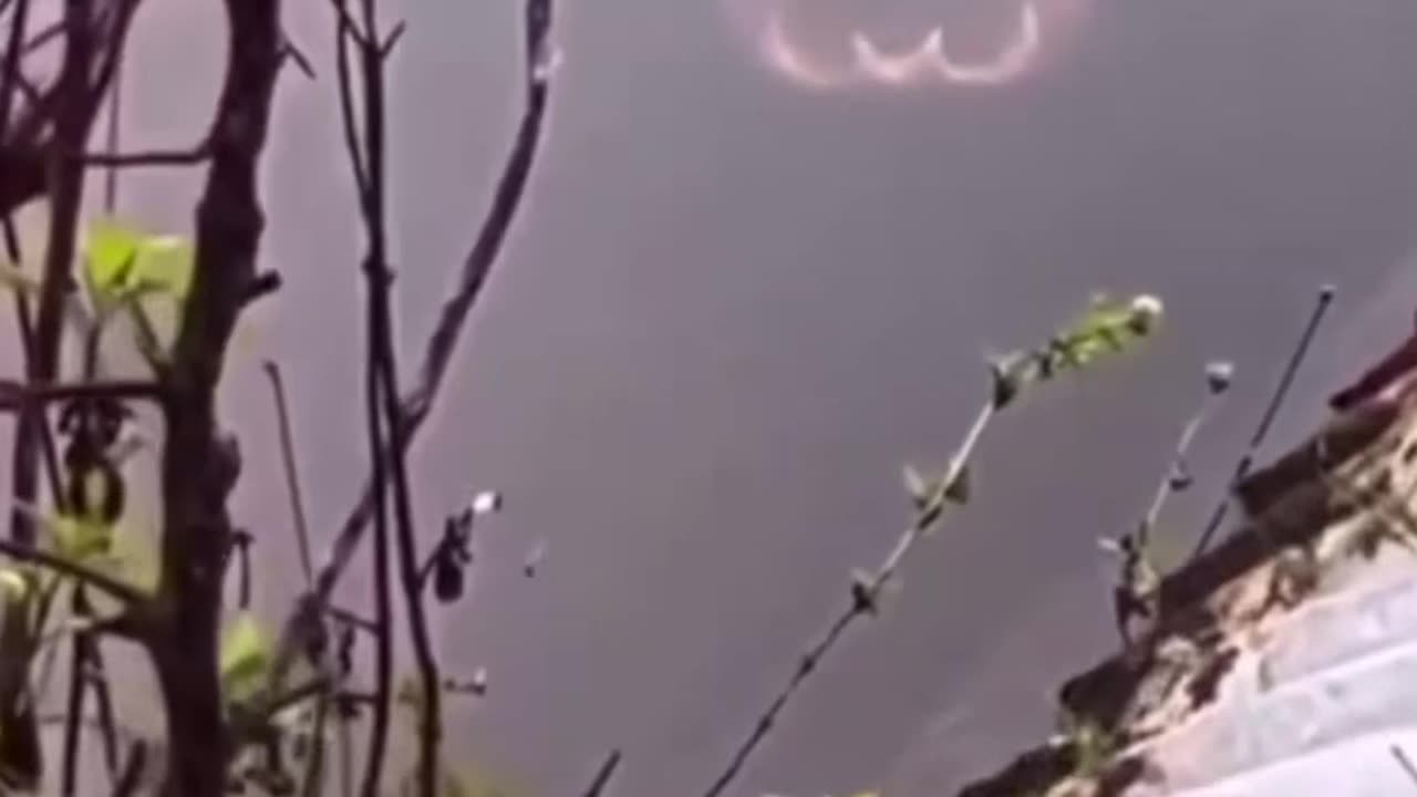 This is the deadliest predator in the world