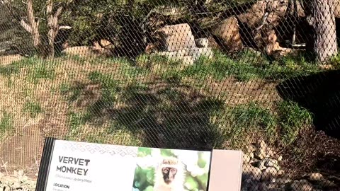 Vervet Monkeys at the San Diego Zoo