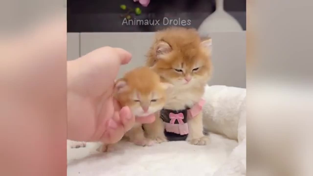 Funny animal video