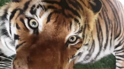 Tigers Drinking Water in Zoo