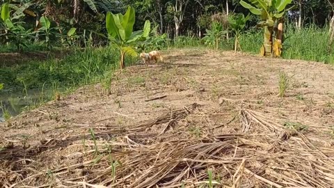 Green Snake & Cat on Village Road