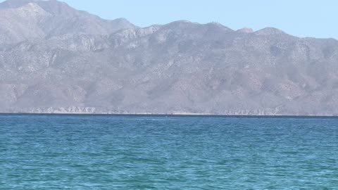 GLP 1 y tu Microbioma: Las Bacterias Clave Bifidobacterium, Lactobacillus, Akkermansia ES